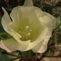 Gossypium hirsutum L.